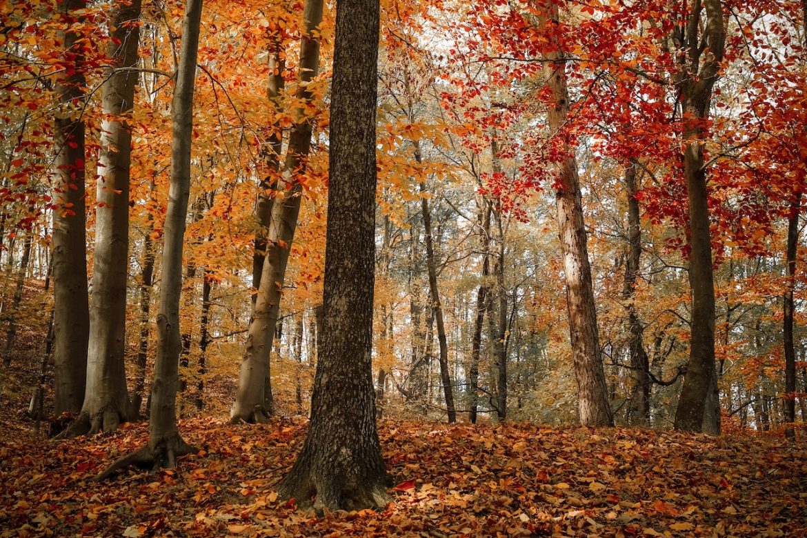 Met je camper ‘herfstkamperen’ in de bossen. Iets voor jou dit najaar? Met je camper ‘herfstkamperen’ in de bossen. Iets voor jou dit najaar?